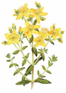Use Herbs and Supplements for Natural Weight Loss Image